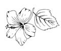 Hand-drawn vector illustration with black outline. Hibiscus flower, delicate petals, leaf