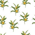 Vector stock illustration of kumquat fruit.