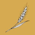 Simple vector drawing. White spike of wheat on a brown background. Cereals, harvest, ear. For stickers, label, flour products, br