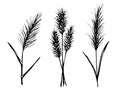 Hand-drawn vector drawing in black outline. Set of panicle inflorescences, steppe pampas grass, wild reeds. Nature, plants.