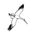 Sketch black outline. Stork flying in the sky, crane, heron isolated on a white background.