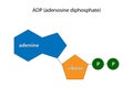 Adenosine diphosphate (ADP), adenosine pyrophosphate (APP)