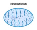 The mitochondrion is a double-membraned organelle found in most eukaryotic cells.