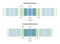 Sarcomeres in different functional stages: resting and contracted.