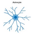 Astrocyte. Glial cell. Vector illustration.