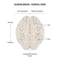 Dorsal view of the Human brain.