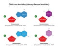 DNA nucleotides (deoxyribonucleotides). Royalty Free Stock Photo