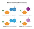 RNA nucleotides (ribonucleotides).