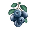 Blueberries. Blueberry bush berries. Vector graphics. Royalty Free Stock Photo