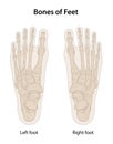 Bones of feet, dorsal (posterior) view