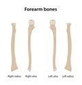 Right forearm bones (Radius and Ulna). Anterior view. Royalty Free Stock Photo