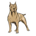 Pitbull vector illustration