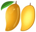 yellow mango illustration