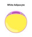 White Adipocyte (White Fat Cell).