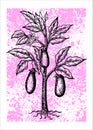 Hand drwan illustration of egg plant Royalty Free Stock Photo