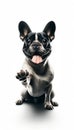 A french bulldog sitting with its tongue out Royalty Free Stock Photo