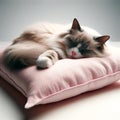 A Ragdoll cat is sleeping peacefully on a pink pillow