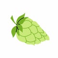 Hops. An ingredient for making beer. A climbing herbaceous plant. Hop cone. Illustration on a white background Royalty Free Stock Photo