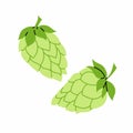 Set hop cone. Ingredient for making beer. A climbing herbaceous plant. Hops. Illustration Royalty Free Stock Photo