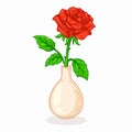 Red rose in a vase isolated on white background. Vector illustration. Royalty Free Stock Photo