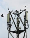 Mobile antenna with birds Royalty Free Stock Photo