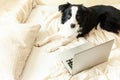 Mobile Office at home. Funny portrait cute puppy dog border collie on bed working surfing browsing internet using laptop pc Royalty Free Stock Photo