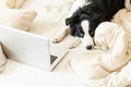 Mobile Office at home. Funny portrait cute puppy dog border collie on bed working surfing browsing internet using laptop pc Royalty Free Stock Photo