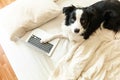 Mobile Office at home. Funny portrait cute puppy dog border collie on bed working surfing browsing internet using laptop pc Royalty Free Stock Photo