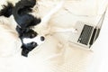 Mobile Office at home. Funny portrait cute puppy dog border collie on bed working surfing browsing internet using laptop pc Royalty Free Stock Photo