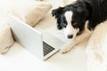 Mobile Office at home. Funny portrait cute puppy dog border collie on bed working surfing browsing internet using laptop pc Royalty Free Stock Photo