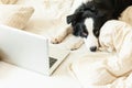 Mobile Office at home. Funny portrait cute puppy dog border collie on bed working surfing browsing internet using laptop pc Royalty Free Stock Photo