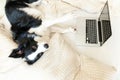 Mobile Office at home. Funny portrait cute puppy dog border collie on bed working surfing browsing internet using laptop pc Royalty Free Stock Photo