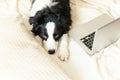 Mobile Office at home. Funny portrait cute puppy dog border collie on bed working surfing browsing internet using laptop pc Royalty Free Stock Photo