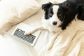 Mobile Office at home. Funny portrait cute puppy dog border collie on bed working surfing browsing internet using laptop pc Royalty Free Stock Photo