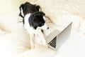 Mobile Office at home. Funny portrait cute puppy dog border collie on bed working surfing browsing internet using laptop pc Royalty Free Stock Photo