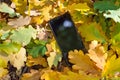 Mobile phone and yellow autumn leaves