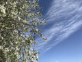 Texture with flying branches of cherry blue with white clouds on the diagonal of the sky.