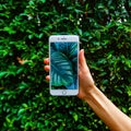 Mobile photography concept. Woman hand holding smartphone and taking photo of flowers and trees on background. Depth of field. Royalty Free Stock Photo