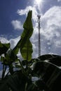 Mobile telephone antenna showing technology and humans encroachment into rainforests