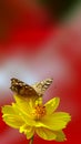 Mobile Wallpaper, Butterfly sip nectar of Cosmos flower.