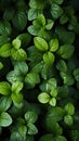 mobile wallpaper, small mint green leafy plants