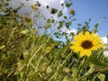 mobilephotography sunflower  natureview flower beauty Royalty Free Stock Photo