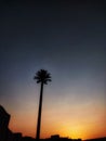 Moble tower like a palm tree in Dubai on sun set