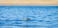 Mobula ray is jumping in the background of the beach of Cabo San Lucas. Mexico. Sea of Cortez. Royalty Free Stock Photo