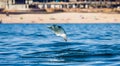 Mobula ray is jumping in the background of the beach of Cabo San Lucas. Mexico. Sea of Cortez. Royalty Free Stock Photo