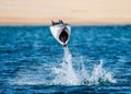 Mobula ray is jumping in the background of the beach of Cabo San Lucas. Mexico. Sea of Cortez. Royalty Free Stock Photo