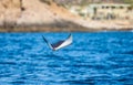 Mobula ray is jumping in the background of the beach of Cabo San Lucas. Mexico. Sea of Cortez. Royalty Free Stock Photo