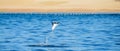 Mobula ray is jumping in the background of the beach of Cabo San Lucas. Mexico. Sea of Cortez. Royalty Free Stock Photo