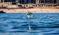 Mobula ray is jumping in the background of the beach of Cabo San Lucas. Mexico. Sea of Cortez. Royalty Free Stock Photo