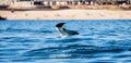 Mobula ray is jumping in the background of the beach of Cabo San Lucas. Mexico. Sea of Cortez. Royalty Free Stock Photo